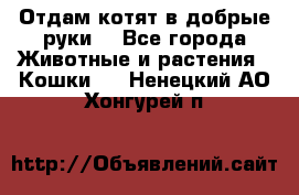 Отдам котят в добрые руки. - Все города Животные и растения » Кошки   . Ненецкий АО,Хонгурей п.